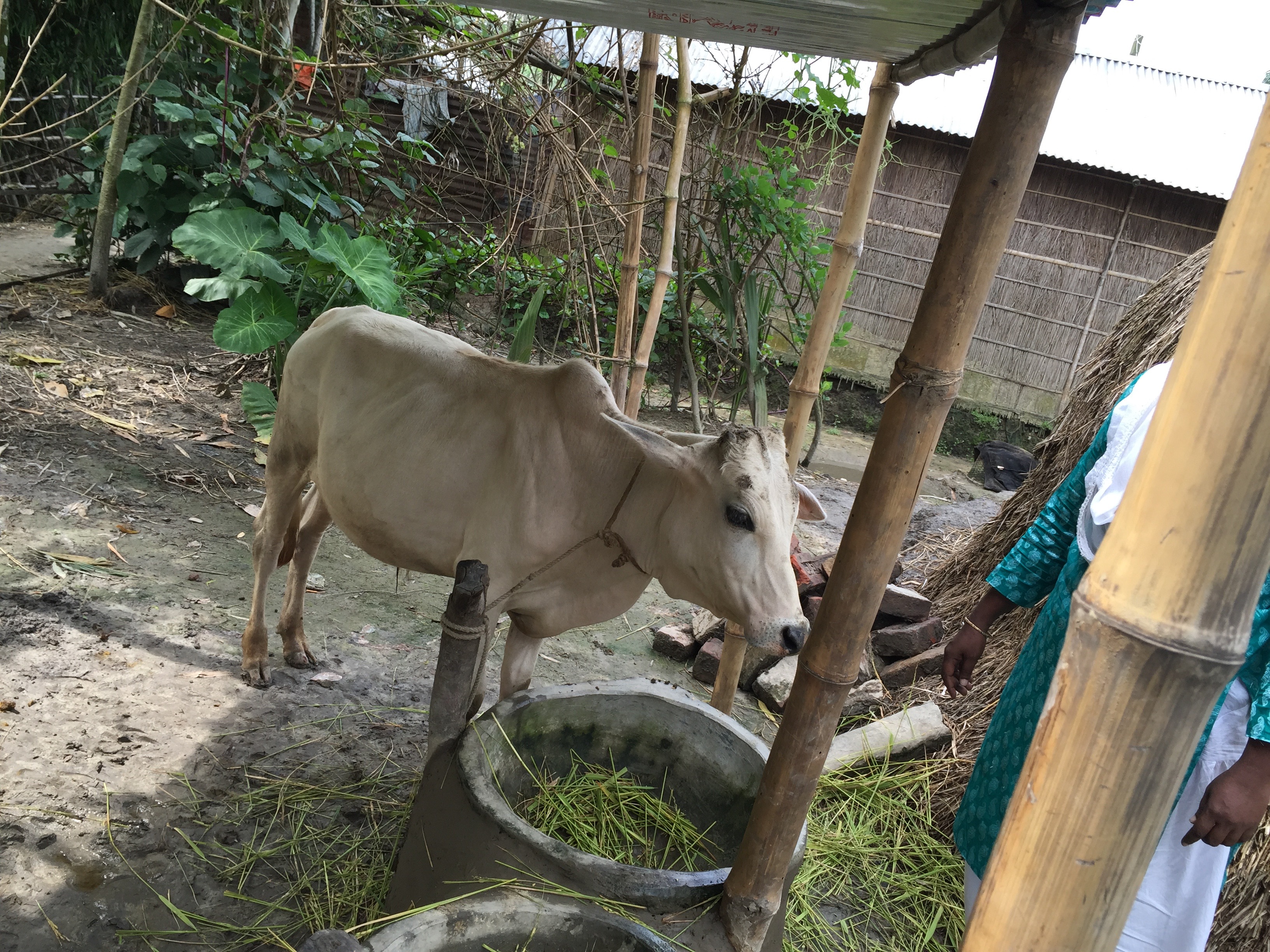 A tethered cow at a participant's homestead in the field